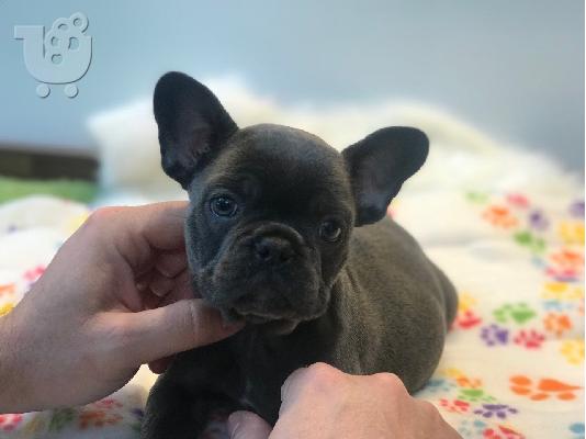  Francuski buldog dostupan za prodaju kontaktirajte me preko (whatsapp 32460219218) ili (v...